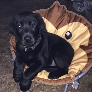 Meet your Posher, Kenai